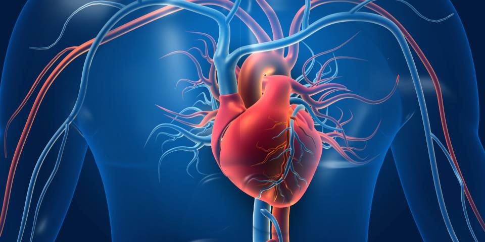 Heart